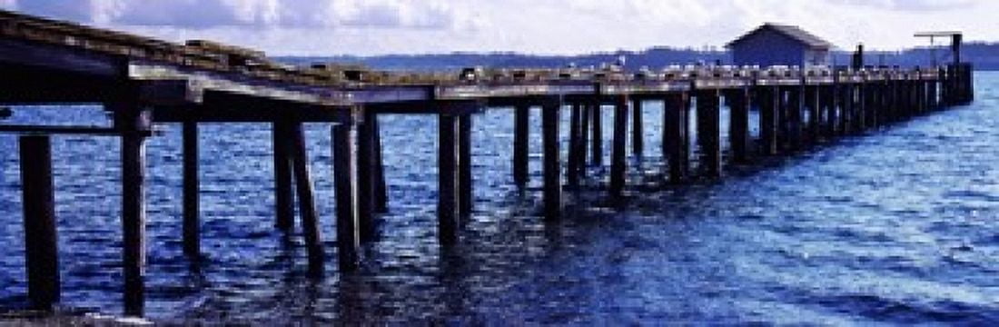 Seagulls on a pier Whidbey Island Island County Washington State USA Canvas Art - Panoramic Images (36 x 12)