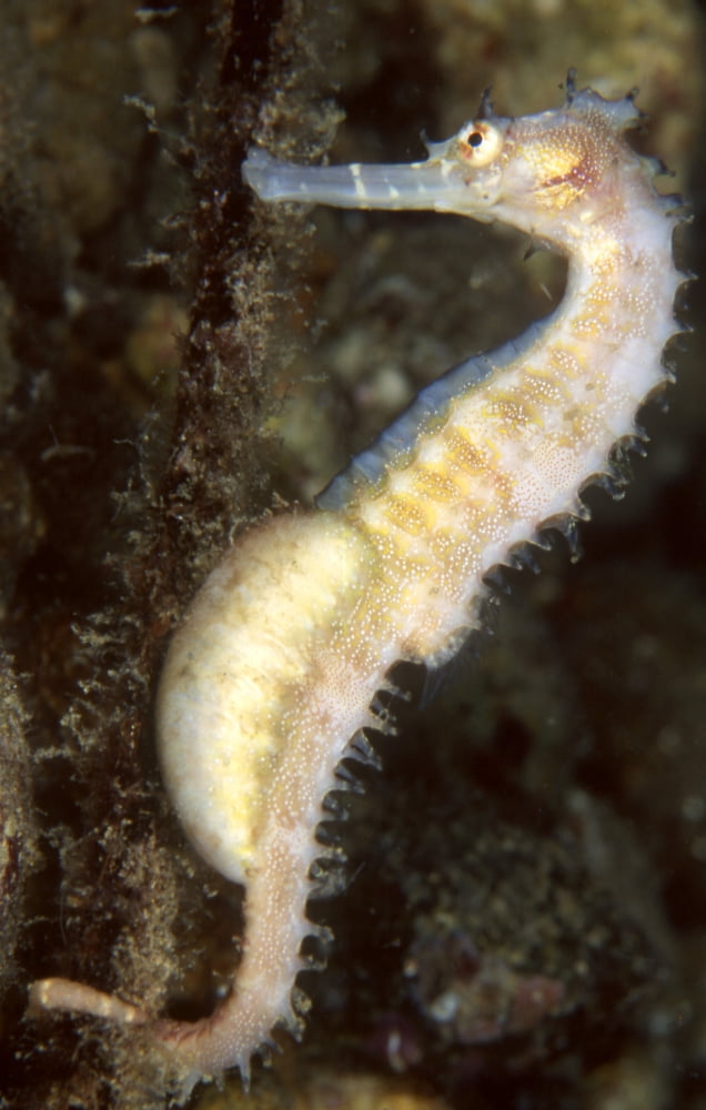 Seahorse Batangas Philippines Canvas Art - Beverly FactorStocktrek Images (23 x 35)