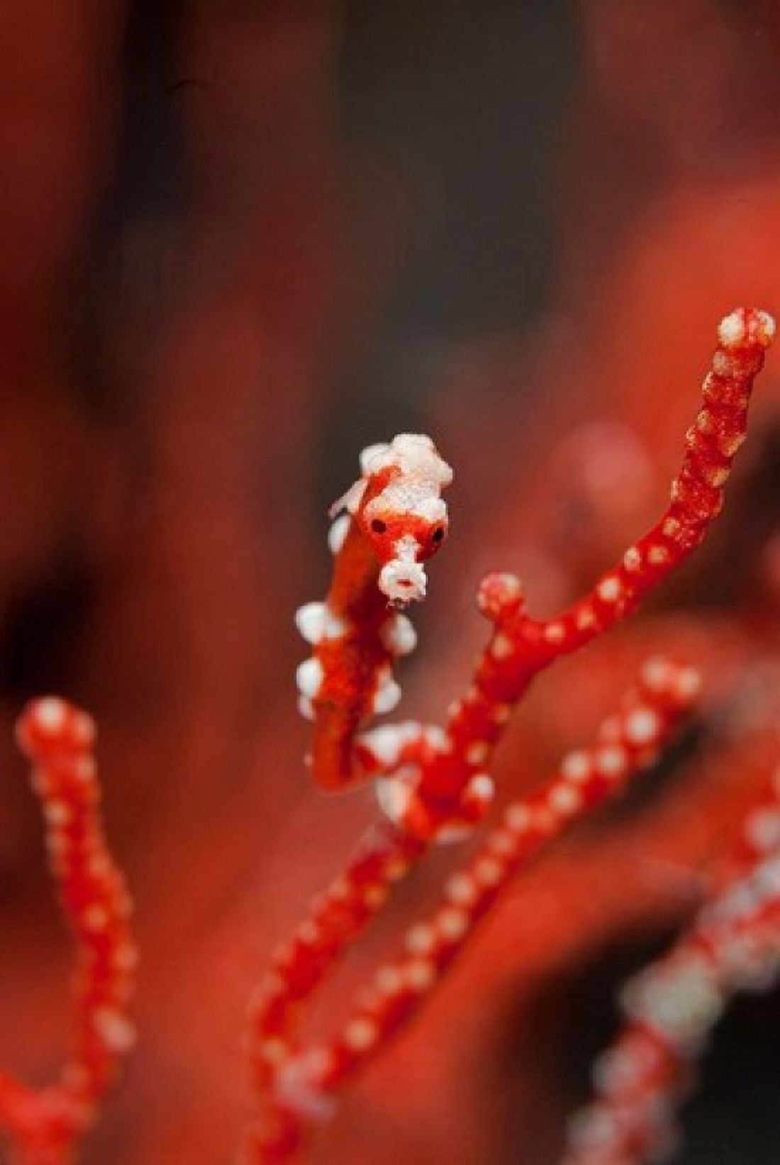 Seahorse turns color of coral Raja Ampat Papua Indonesia Canvas Art - Jaynes Gallery DanitaDelimont (13 x 20)