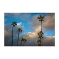thumbnail image 1 of Seal Beach Palms - Seal Beach California Photography Unframed Wall Art Print 12 x 18 inches, 1 of 7