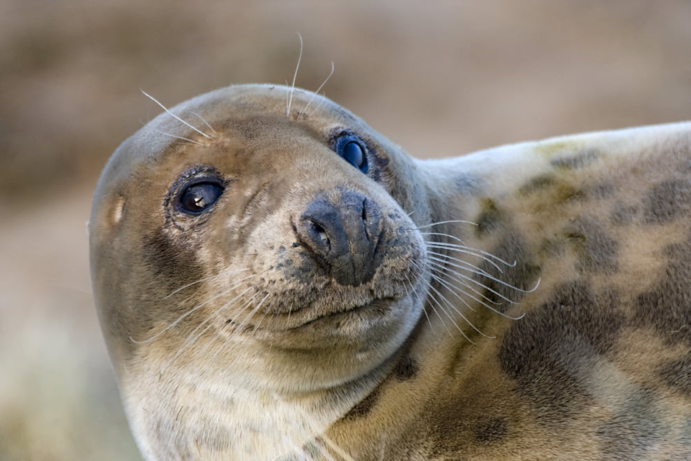 Seal Canvas Art - John Short Design Pics (17 x 11)