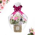 Seal Fresh Extra Large Cellophane Bags (Ribbon and Basket NOT Included
