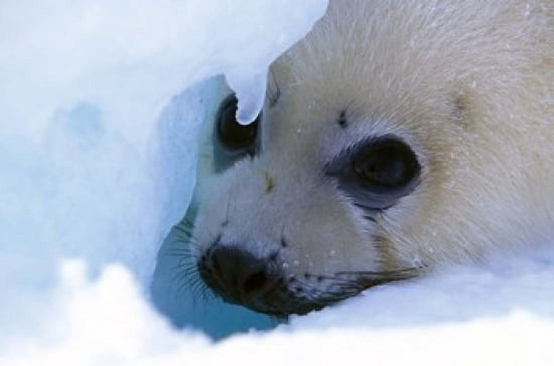 Seal Pup on Gulf of St Lawrence Canvas Art - Gavriel Jecan DanitaDelimont (27 x 18)
