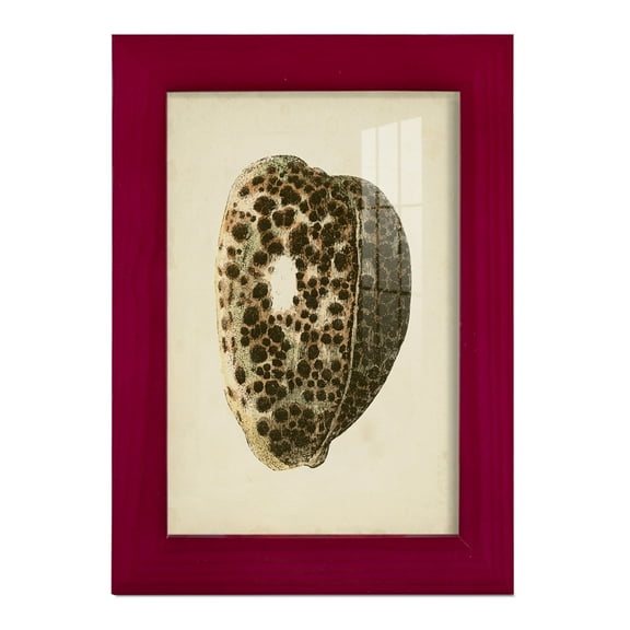 Sealife Collection III - Framed Print w/glass - Cherry Red