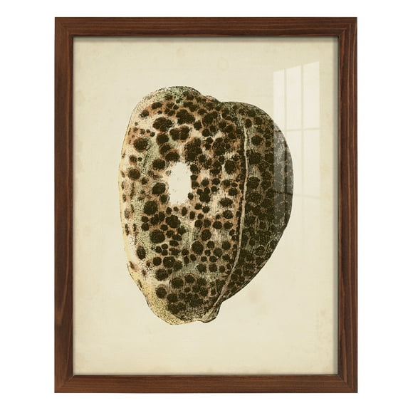 Sealife Collection III - Framed Print w/glass - Chestnut