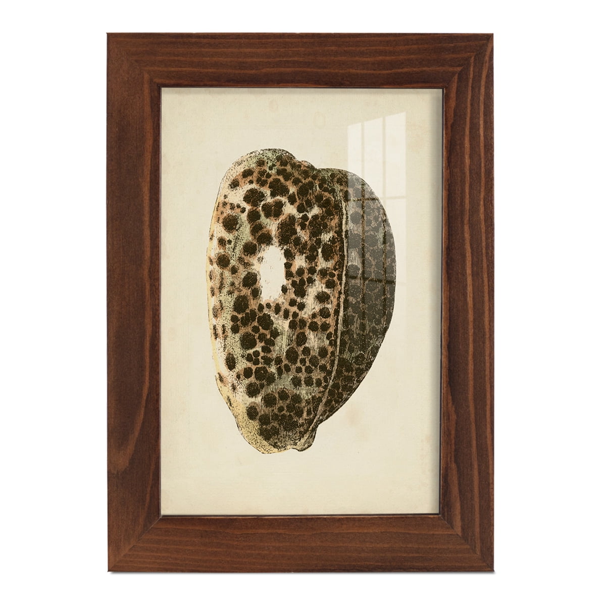 Sealife Collection III - Framed Print w/glass - Chestnut