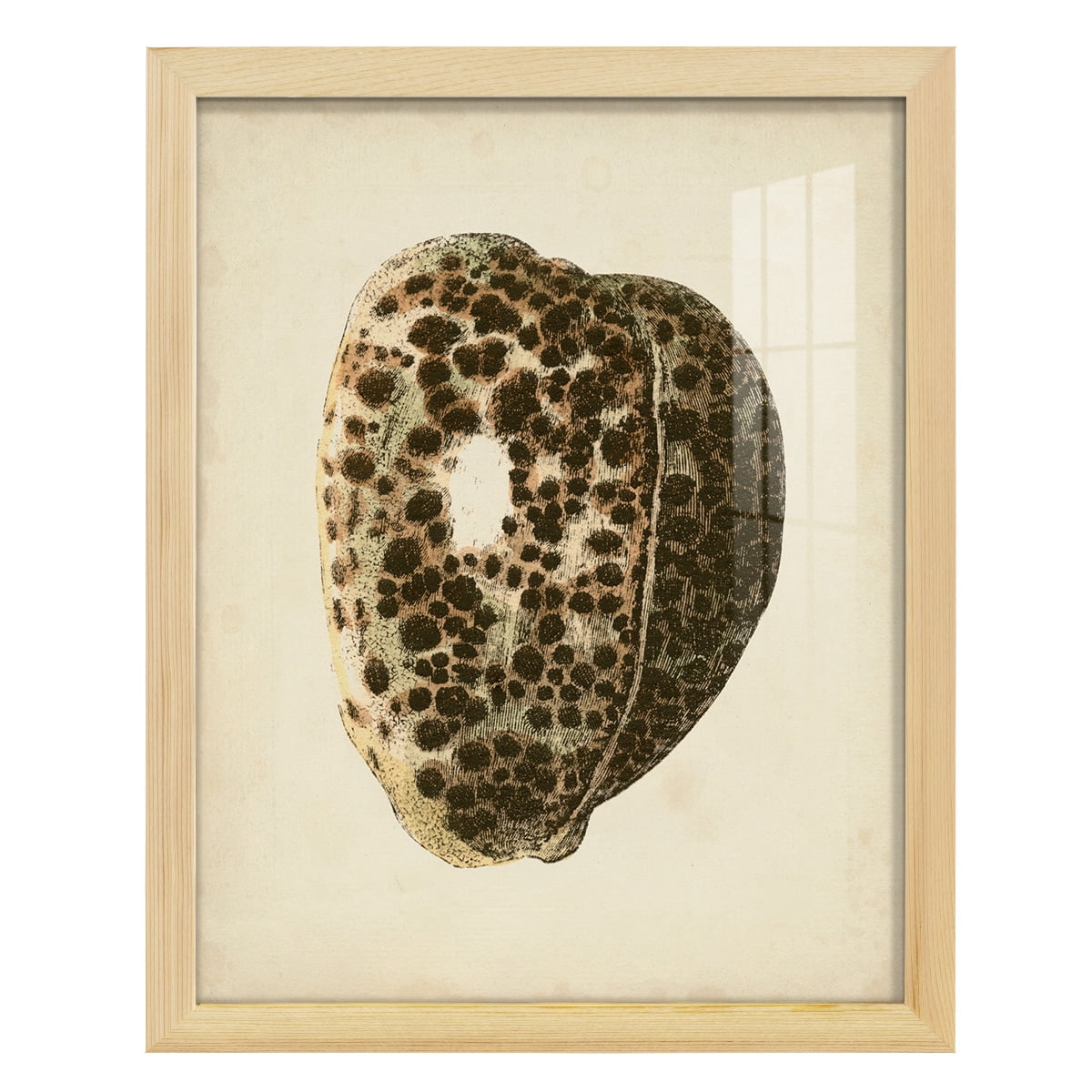 Sealife Collection III - Framed Print w/glass - Natural Wood