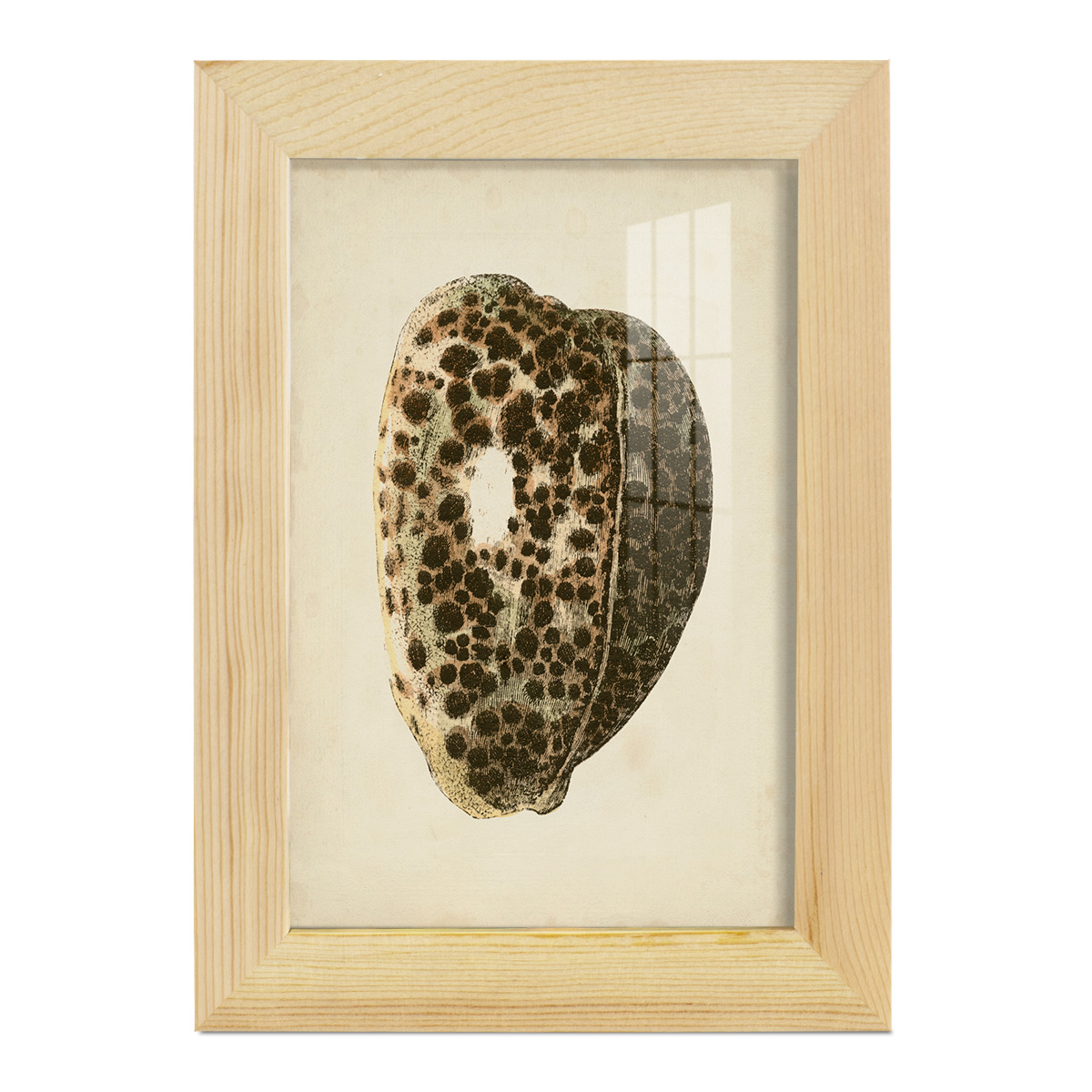 Sealife Collection III - Framed Print w/glass - Natural Wood