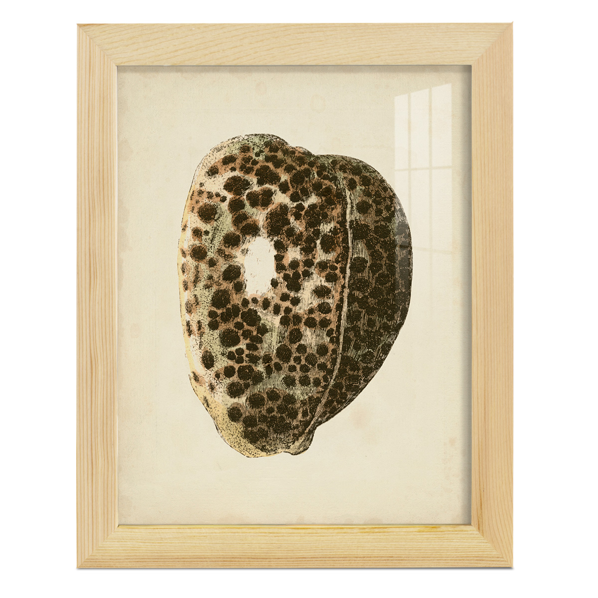 Sealife Collection III - Framed Print w/glass - Natural Wood