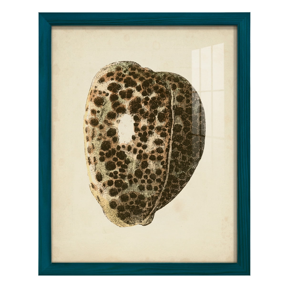 Sealife Collection III - Framed Print w/glass - Ocean Blue
