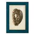 thumbnail image 1 of Sealife Collection III - Framed Print w/glass - Ocean Blue, 1 of 8