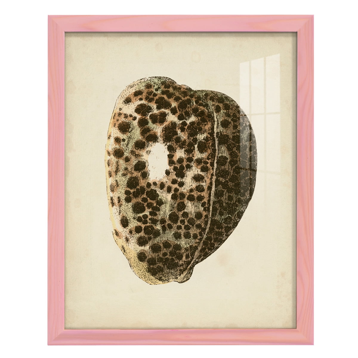 Sealife Collection III - Framed Print w/glass - Sunset Pink
