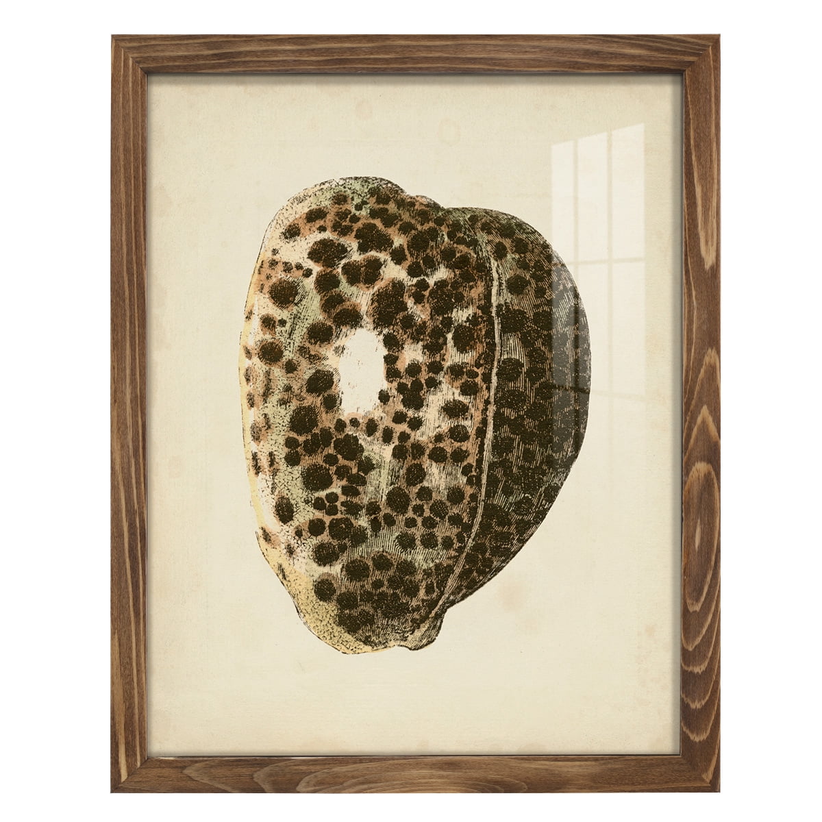 Sealife Collection III - Framed Print w/glass - Walnut