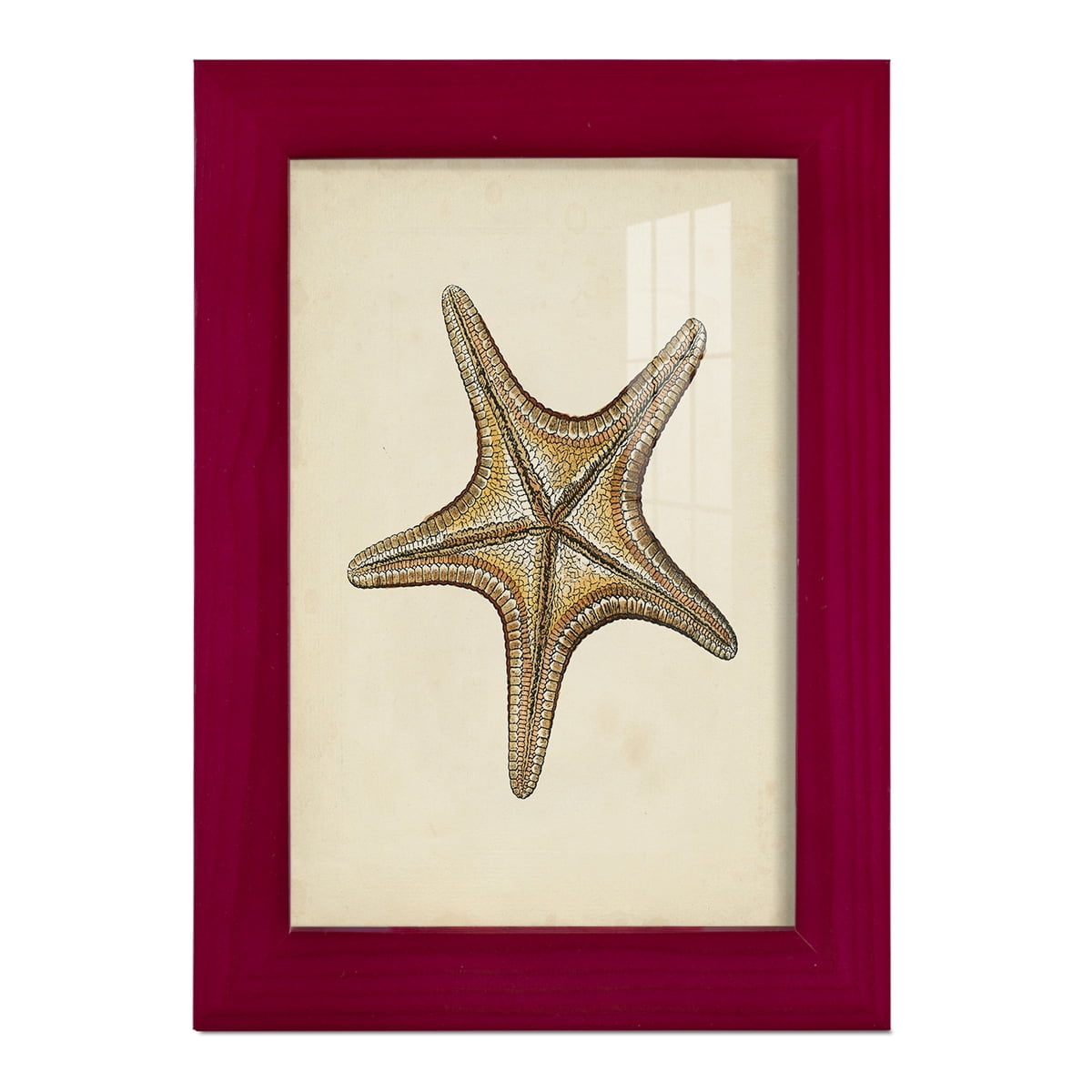 Sealife Collection IV - Framed Print w/glass - Cherry Red