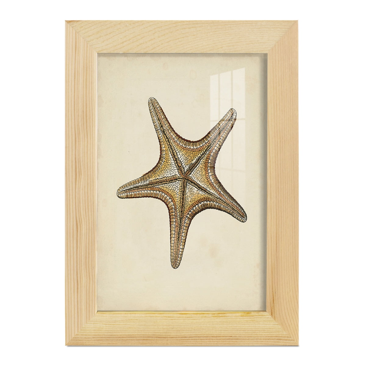 Sealife Collection IV - Framed Print w/glass - Natural Wood