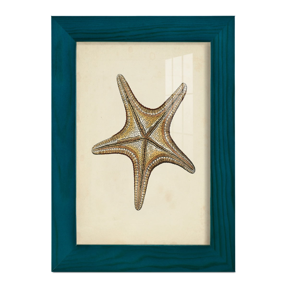 Sealife Collection IV - Framed Print w/glass - Ocean Blue