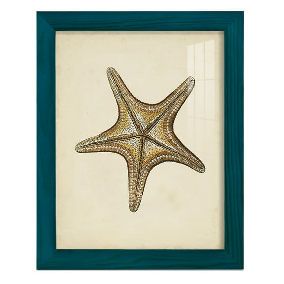Sealife Collection IV - Framed Print w/glass - Ocean Blue