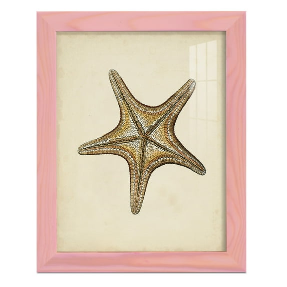 Sealife Collection IV - Framed Print w/glass - Sunset Pink