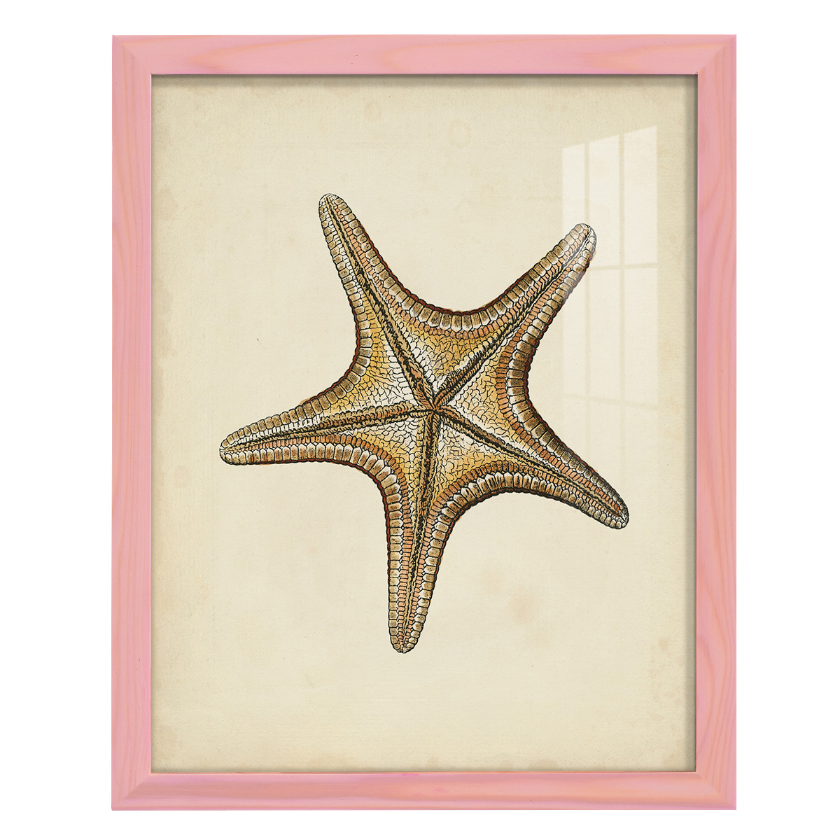 Sealife Collection IV - Framed Print w/glass - Sunset Pink
