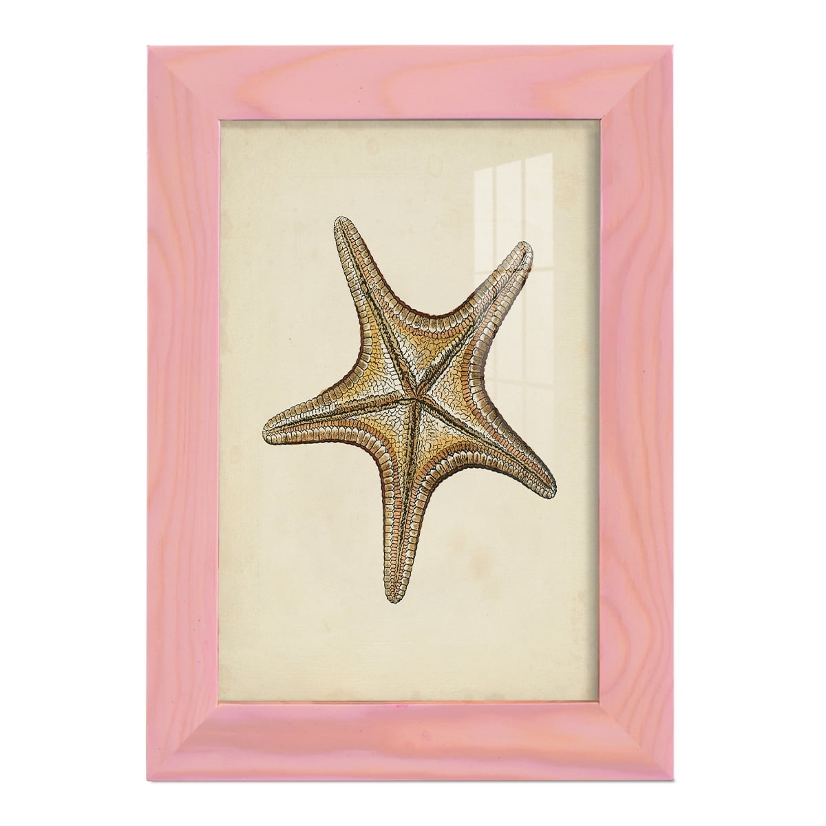 Sealife Collection IV - Framed Print w/glass - Sunset Pink