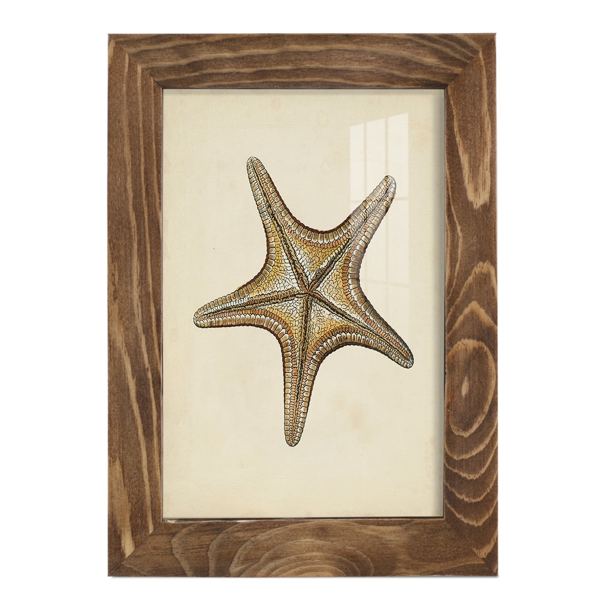 Sealife Collection IV - Framed Print w/glass - Walnut
