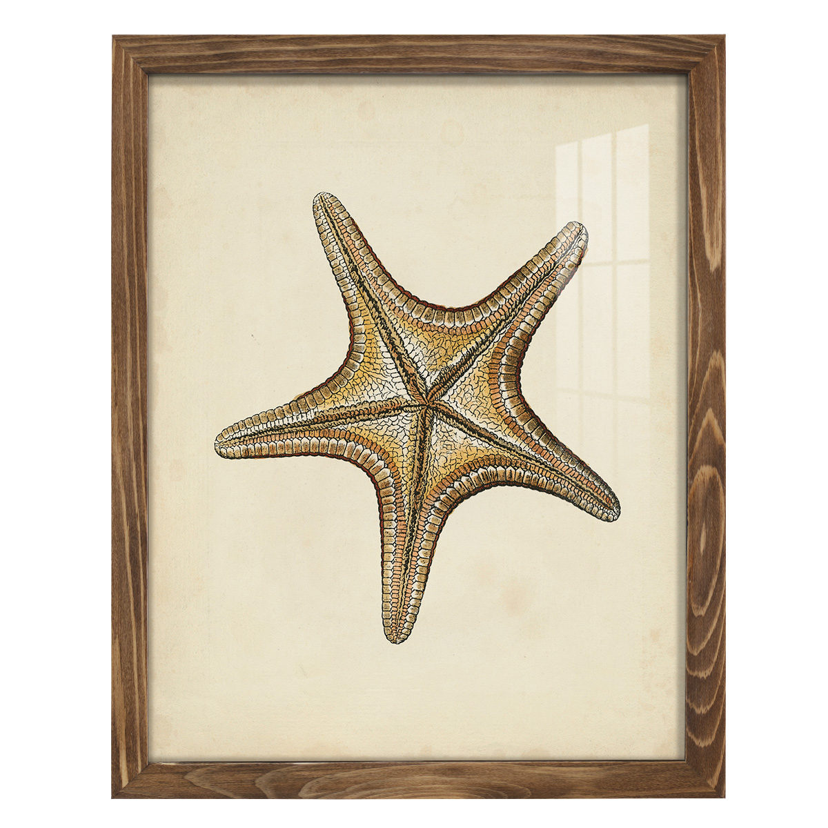 Sealife Collection IV - Framed Print w/glass - Walnut
