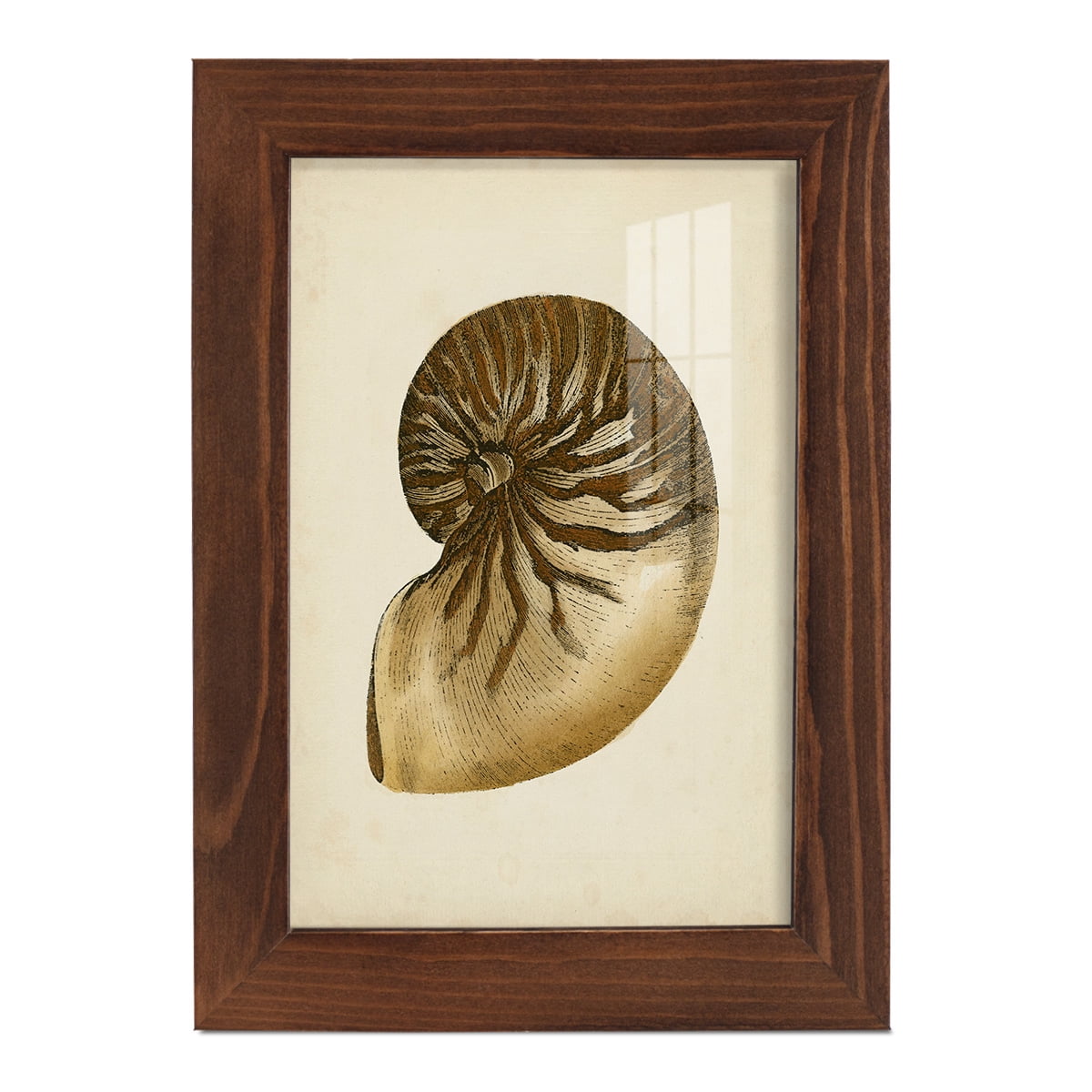Sealife Collection V - Framed Print w/glass - Chestnut