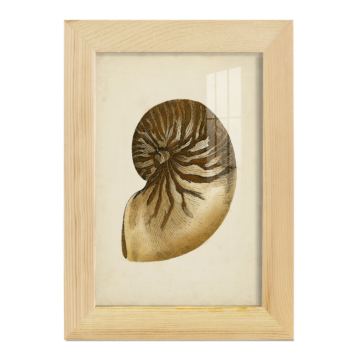 Sealife Collection V - Framed Print w/glass - Natural Wood