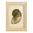 thumbnail image 1 of Sealife Collection V - Framed Print w/glass - Natural Wood, 1 of 8