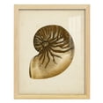 thumbnail image 1 of Sealife Collection V - Framed Print w/glass - Natural Wood, 1 of 7