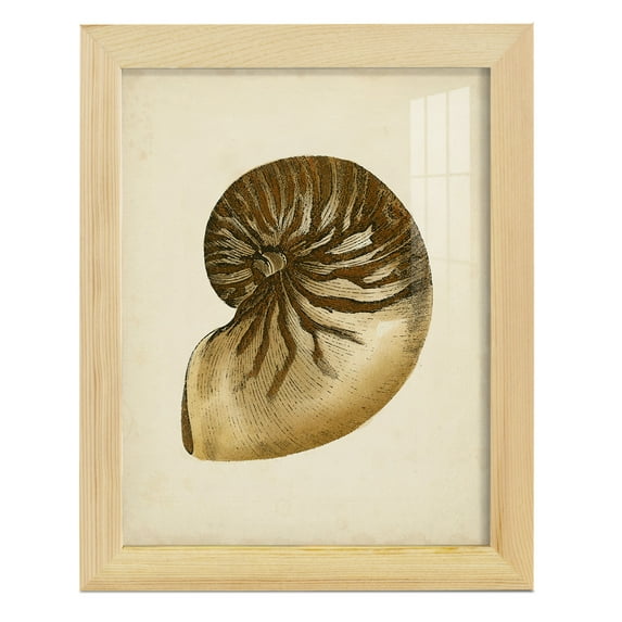 Sealife Collection V - Framed Print w/glass - Natural Wood