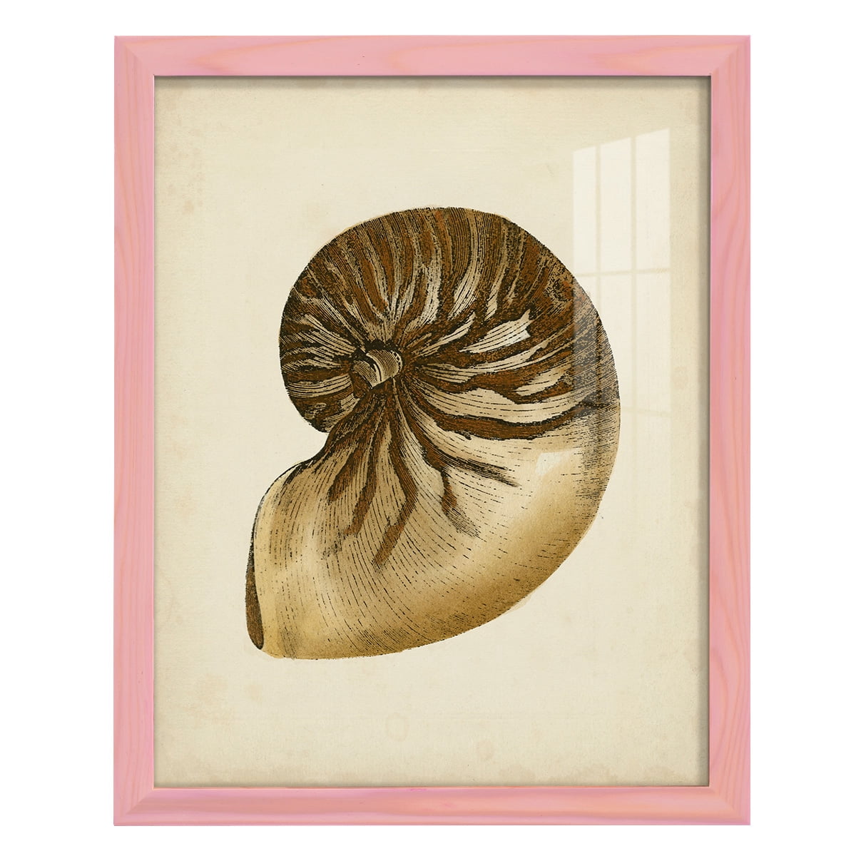 Sealife Collection V - Framed Print w/glass - Sunset Pink