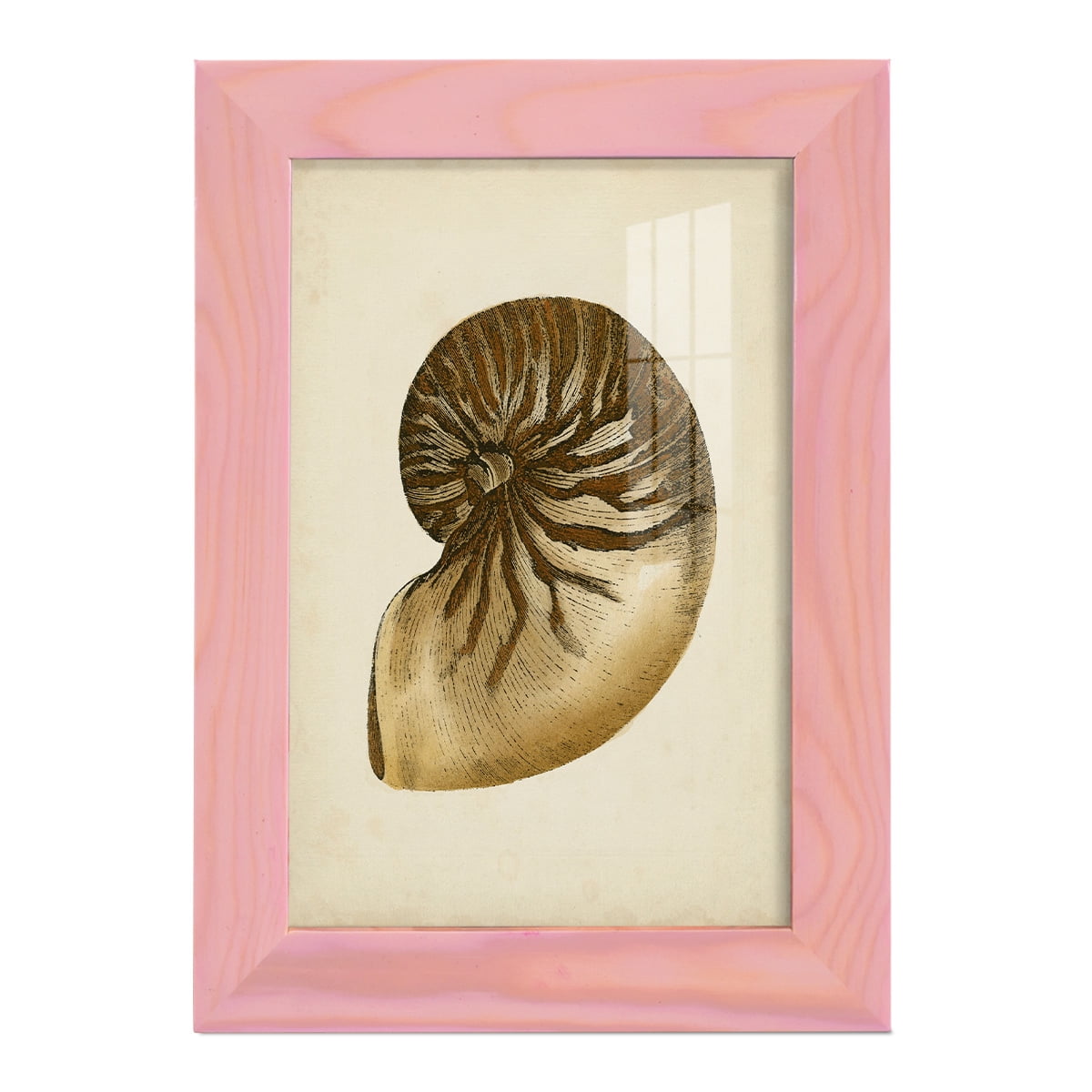 Sealife Collection V - Framed Print w/glass - Sunset Pink