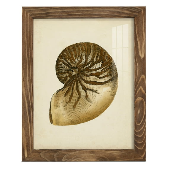 Sealife Collection V - Framed Print w/glass - Walnut