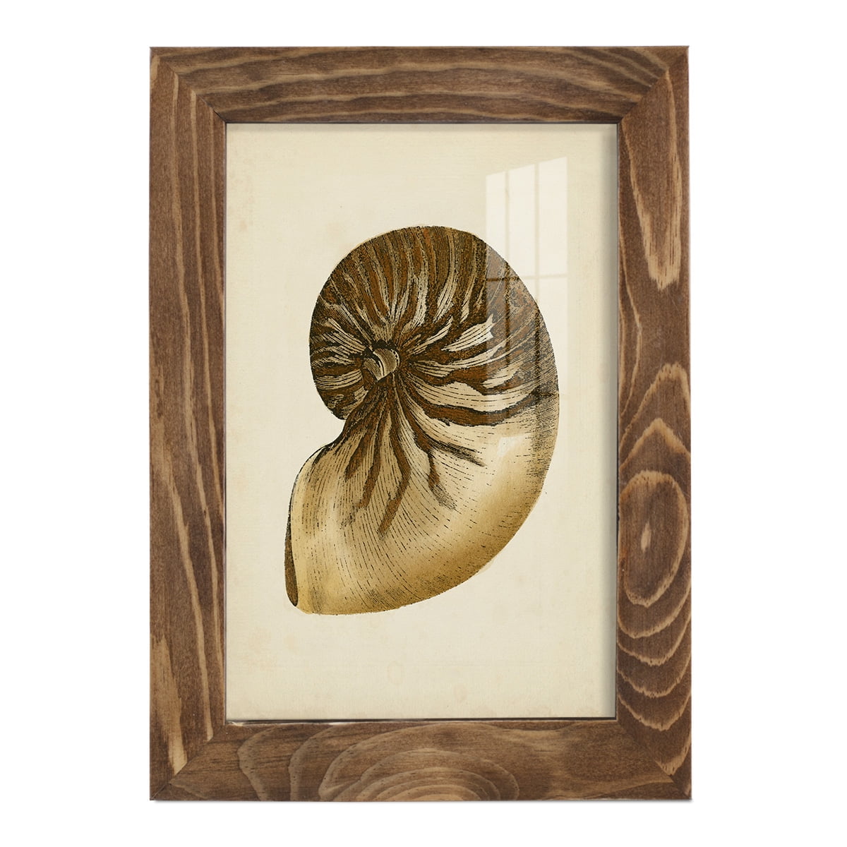 Sealife Collection V - Framed Print w/glass - Walnut