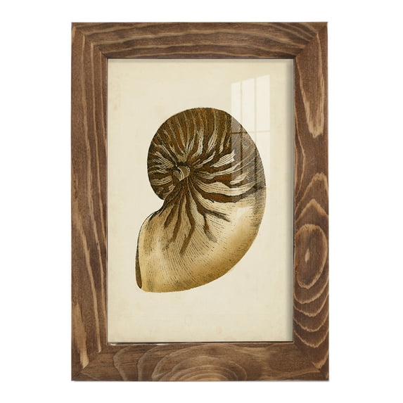 Sealife Collection V - Framed Print w/glass - Walnut