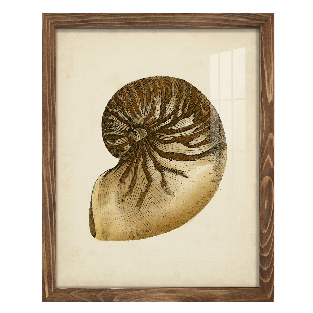 Sealife Collection V - Framed Print w/glass - Walnut