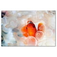 thumbnail image 1 of Sealife Photo Ceramic Tile Mural Kitchen Backsplash Bathroom Shower, 405771-M64, 1 of 3
