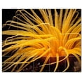 thumbnail image 1 of Sealife Picture Ceramic Tile Mural Kitchen Backsplash Bathroom Shower, 405813-M5, 1 of 3