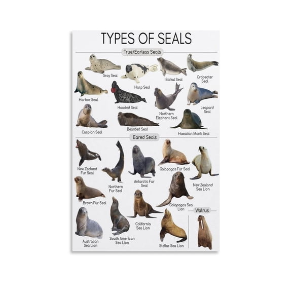 Seals Knowledge Animal Seals Types of The World Chart Print Photo Art Painting Canvas Poster Home Decorative Bedroom Modern Decor Posters Gifts 20x30inch(50x75cm)