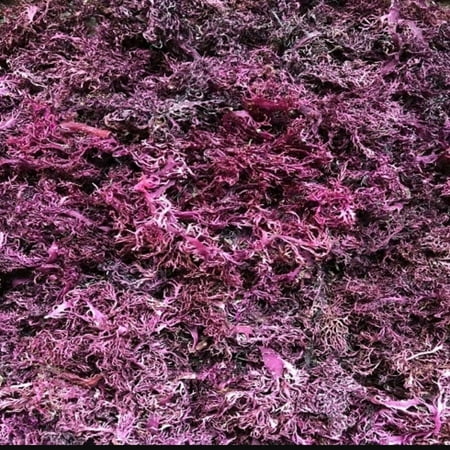 Seamoss Healing Purple Sea Moss
