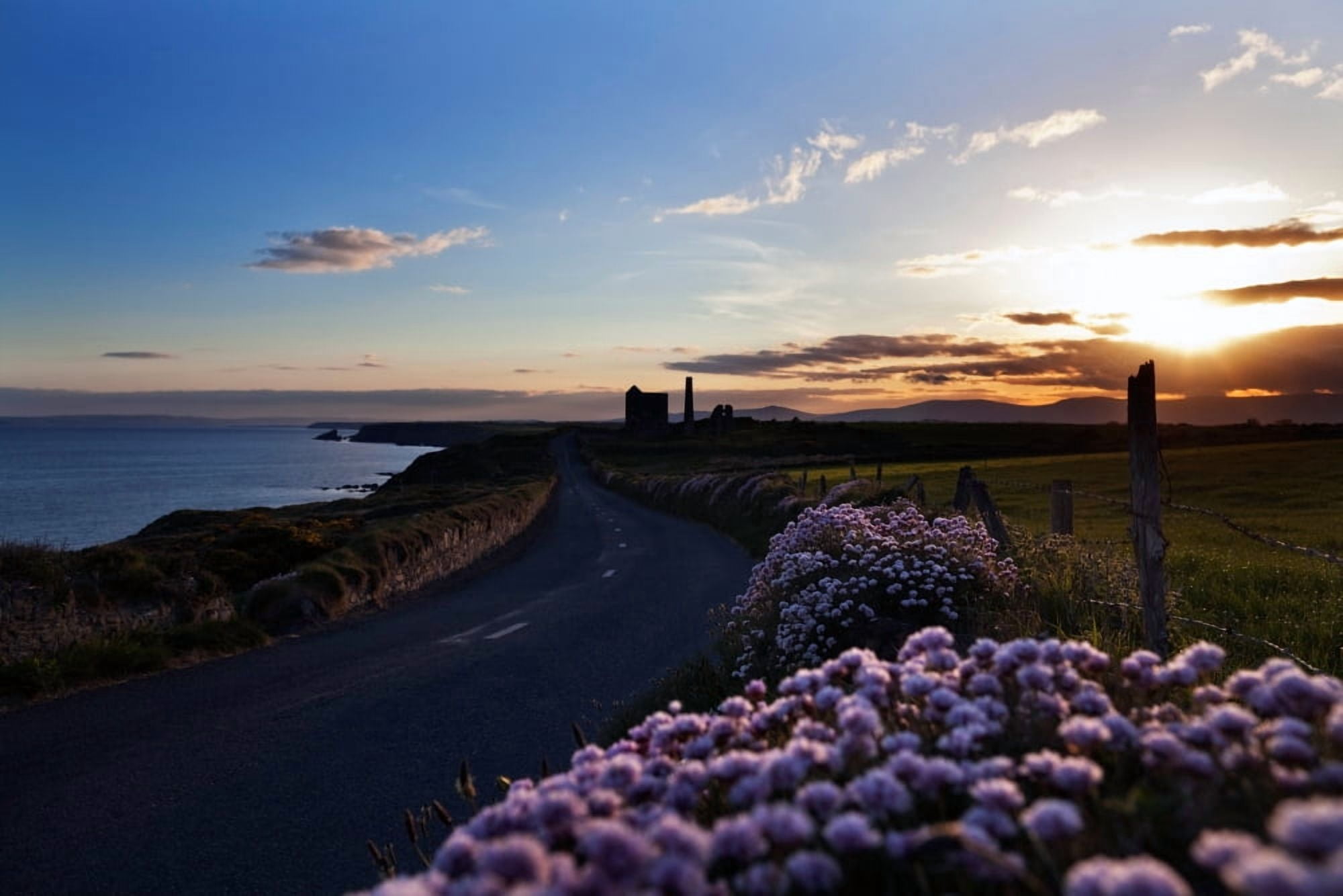 Seapink lining the country road County Waterford Ireland Canvas Art - Panoramic Images (27 x 9)