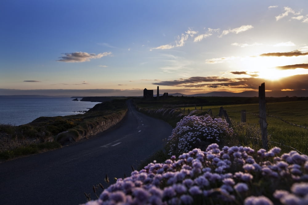 Seapink lining the country road near the Copper mines Copper Coast Geopark County Waterford Ireland Canvas Art - George Munday Design Pics (19 x 12)