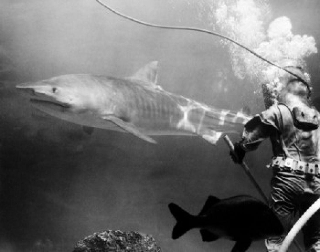 Seaquarium diver cleaning floor of main tank as large tiger shark (Galeocerdo cuvier) swims by Canvas Art - (18 x 24)