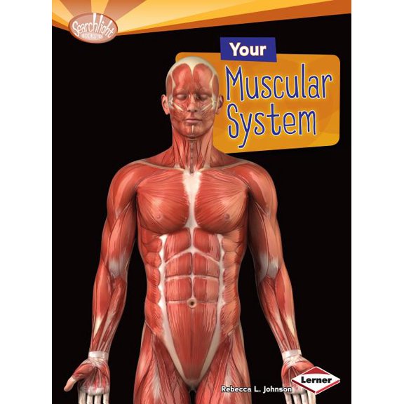 Searchlight Books (TM) -- How Does Your Body Work?: Your Muscular System (Paperback)