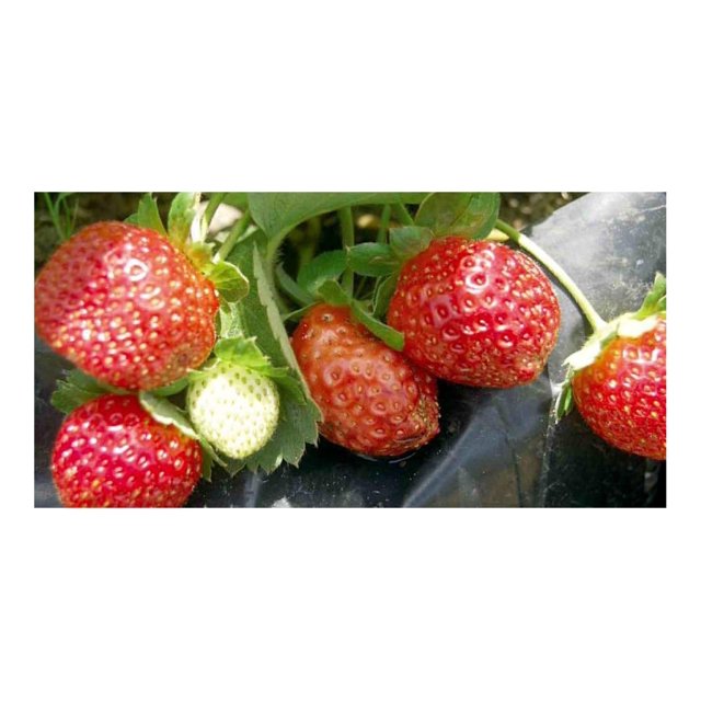 Seascape Everbearing Strawberry 10 Bare Root Plants Best Flavor