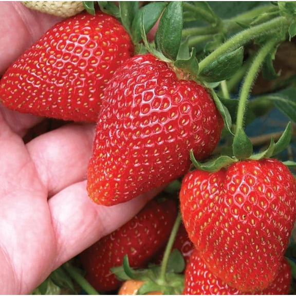 Seascape Strawberry Plant Red Strawberry Fruits Tree, Size Gallon Pot, No Pot