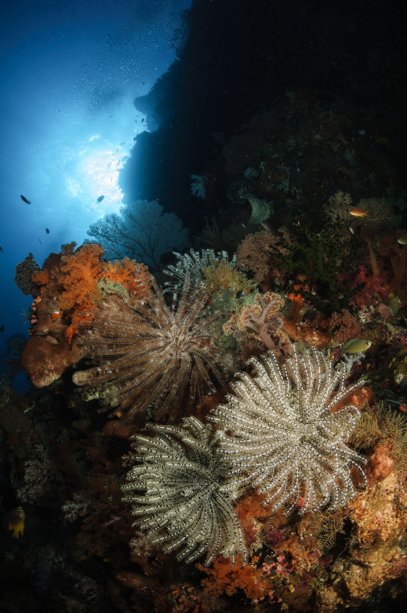 Seascape of crinoids Indonesia Canvas Art - Todd WinnerStocktrek Images (12 x 18)