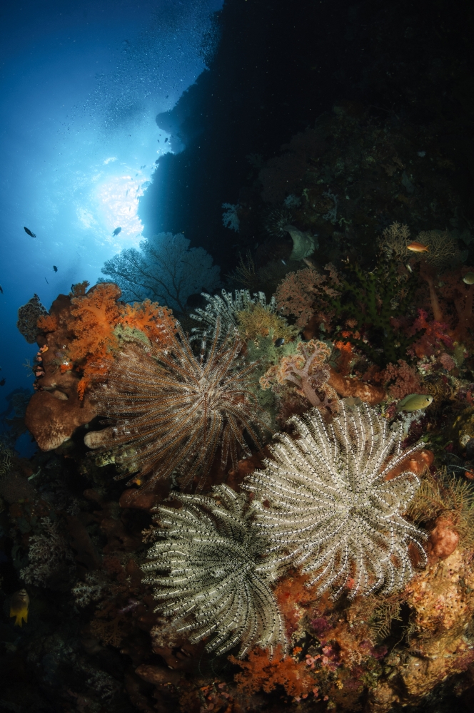 Seascape of crinoids Indonesia Canvas Art - Todd WinnerStocktrek Images (23 x 35)