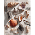 thumbnail image 1 of Seashell Arrangement Textured Canvas Print, Beach Nautical Wall Art for Living Room Bathroom Dining Room Bedroom Office Entryway, 1 of 8
